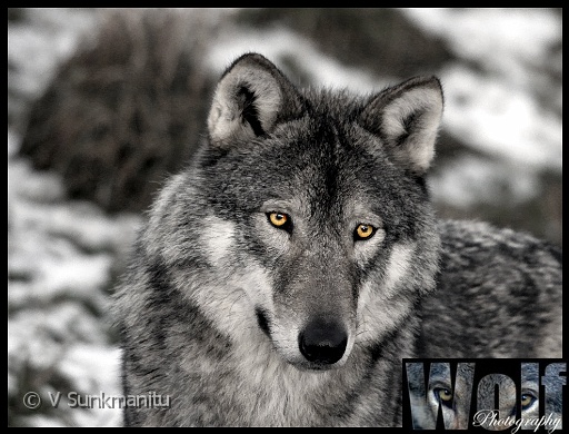 09 Inquisitive Copyright Villayat Sunkmanitu.jpg